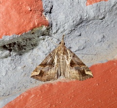 Hypena laceratalis