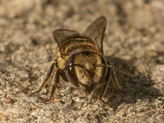 Eutricharaea