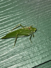 Microcentrum retinerve