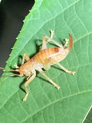 Camptonotus carolinensis