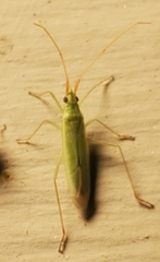 Megaloceroea recticornis