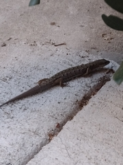 Elgaria multicarinata