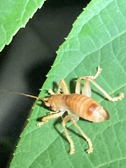 Camptonotus carolinensis