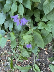 Campanula rapunculoides