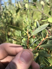 Salix pedicellaris