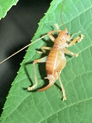 Camptonotus carolinensis