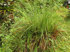 Carex pichinchensis