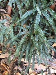Adiantum
