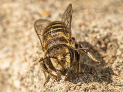 Eutricharaea