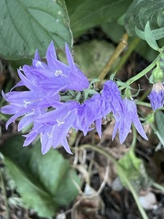 Campanula rapunculoides