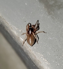 Trachelas tranquillus