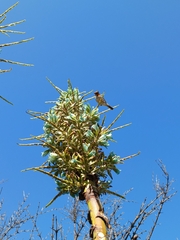 Zonotrichia capensis chilensis