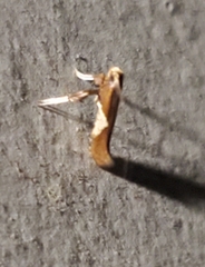 Caloptilia