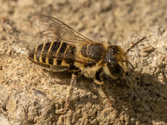 Eutricharaea