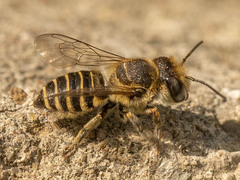 Eutricharaea