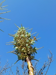 Zonotrichia capensis chilensis