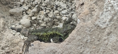 Sceloporus formosus