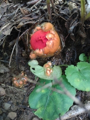 Calostoma cinnabarinum