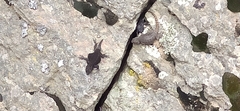 Sceloporus formosus