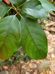 Lithocarpus taitoensis