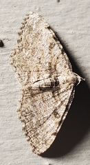 Digrammia gnophosaria