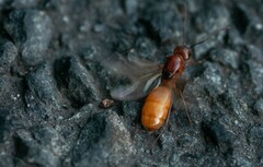 Myrmentoma