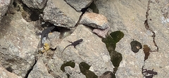 Sceloporus formosus