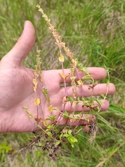 Veronica serpyllifolia