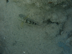 Amblygobius phalaena