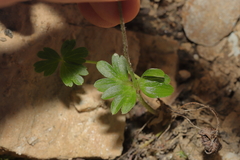 Anemone parviflora