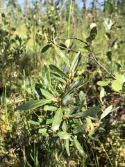 Salix pedicellaris
