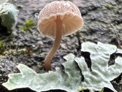 Mycena corticola