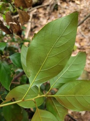 Lithocarpus taitoensis