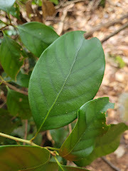 Lithocarpus taitoensis