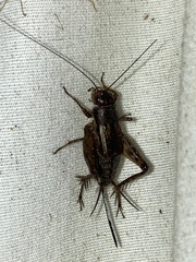 Gryllidae