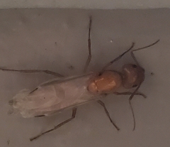 Camponotus castaneus