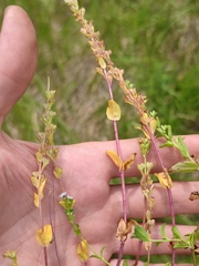Veronica serpyllifolia