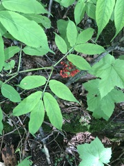 Sambucus racemosa
