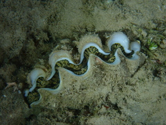 Tridacna noae