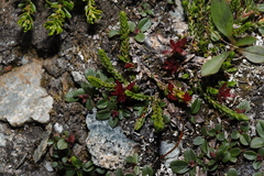 Exobasidium cassiopes