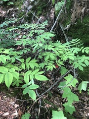 Sambucus racemosa