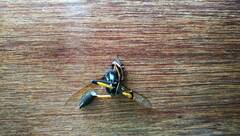 Sceliphron madraspatanum