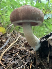 Psathyrella piluliformis