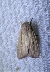 Leucania phragmitidicola