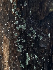 Trichoderma
