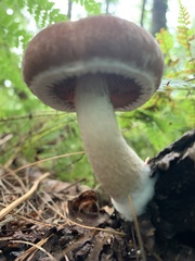 Psathyrella piluliformis