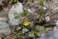 Taraxacum ceratophorum