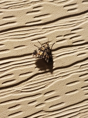 Elophila obliteralis