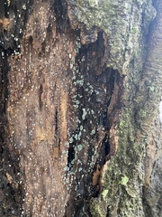 Trichoderma