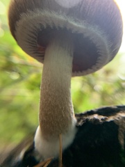 Psathyrella piluliformis